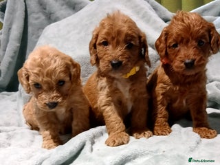 Cockapoo dogs PRA UNAFFECTED cockapoo puppies - Advert 9