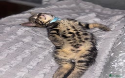 American Shorthair cats for sale: Tabby Kitten  - Image 26