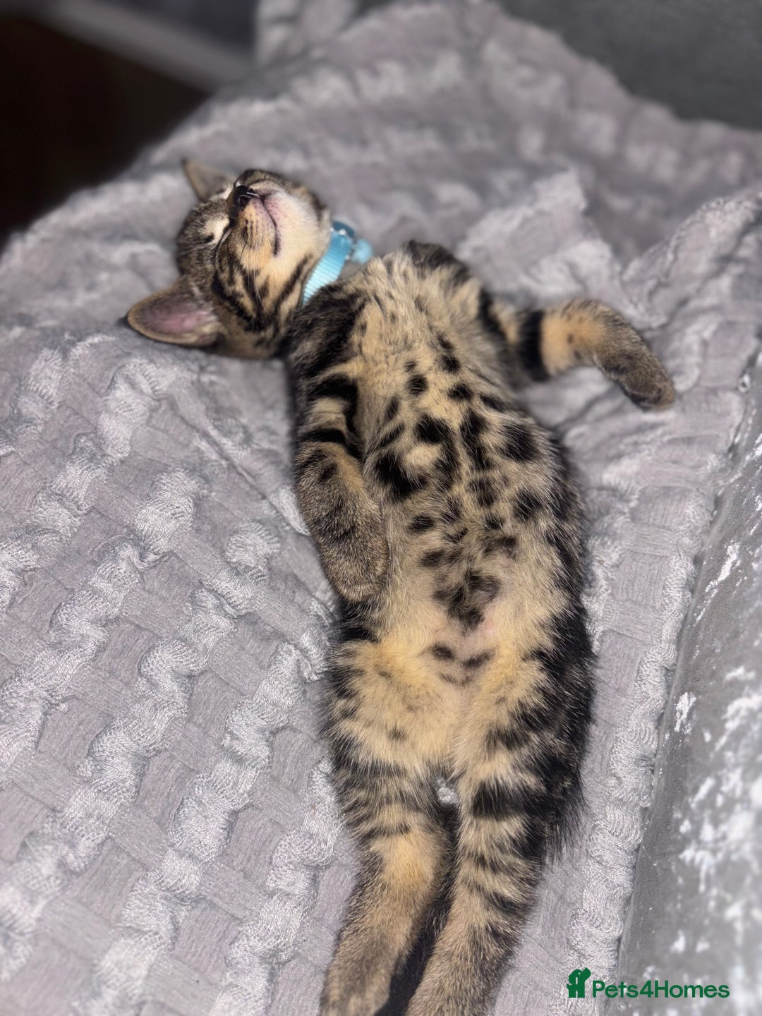 American Shorthair cats for sale: Tabby Kitten  - Image 26
