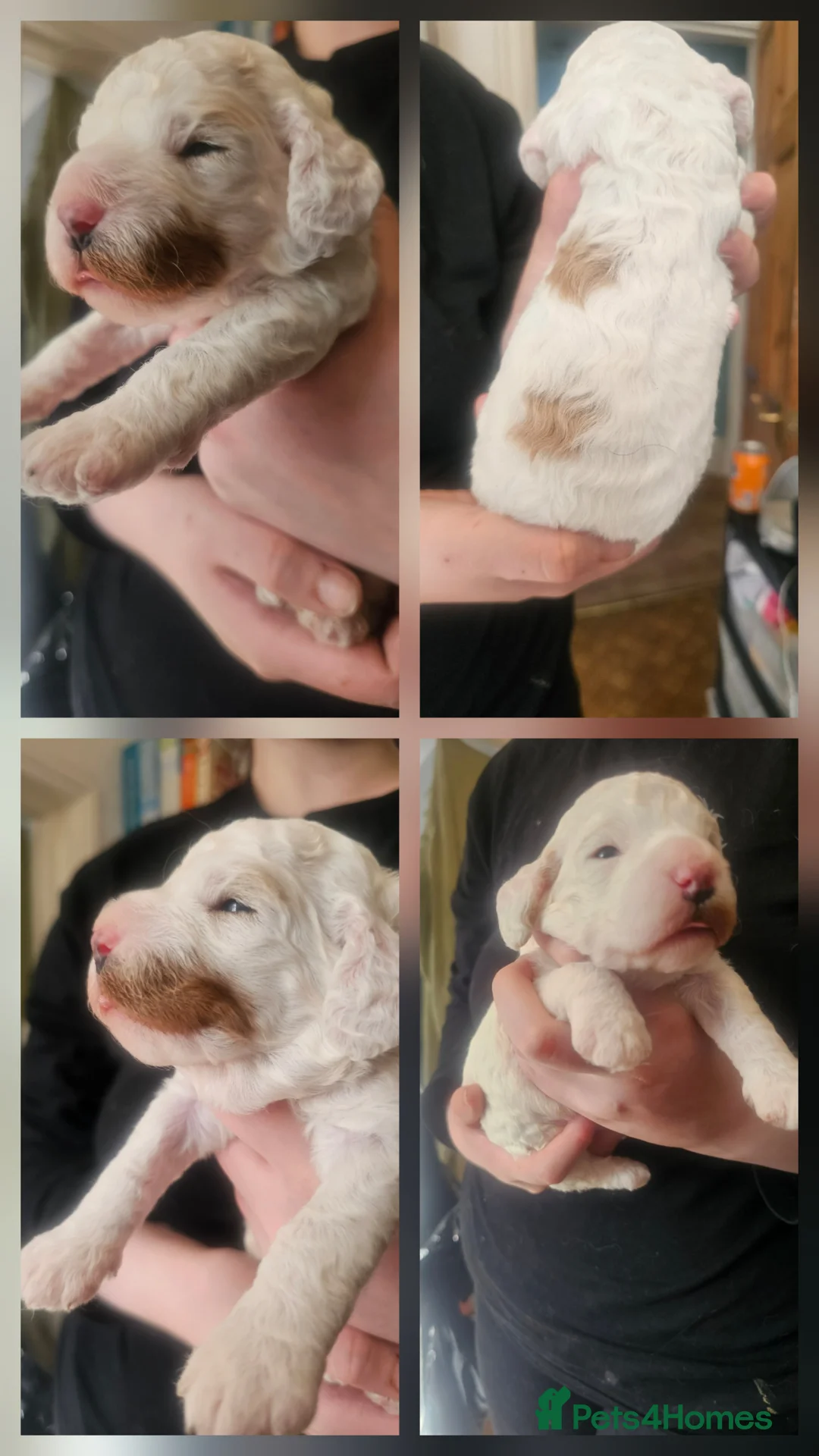 Cockapoo dogs for sale: 4 beautiful F2 cockapoo puppies for sale - Advert 16