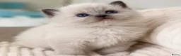 Ragdoll cats for sale: Beautiful Ragdoll Girl 🤍 - Advert 2