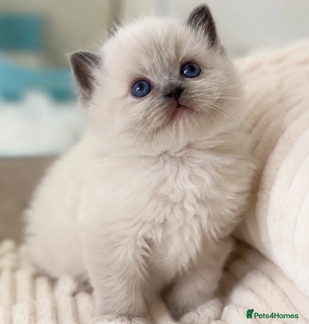 Ragdoll cats for sale: Beautiful Ragdoll Girl 🤍 - Advert 2