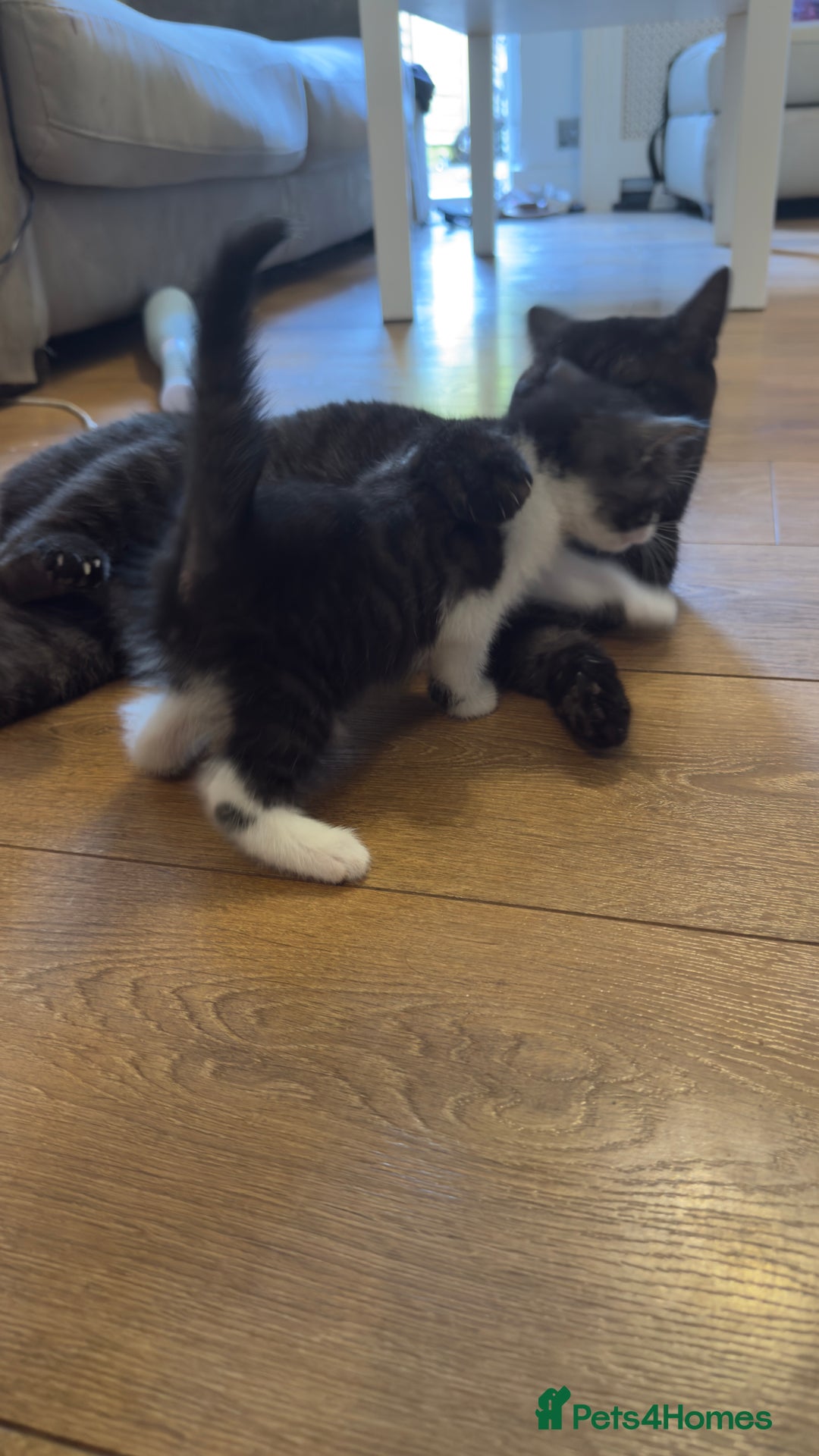 Brazilian Shorthair cats for sale: Half British shorthair  - Image 4