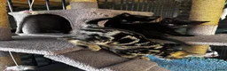 Bengal cats for sale: Gorgeous part bengal kittens ready for loving home - Advert 8