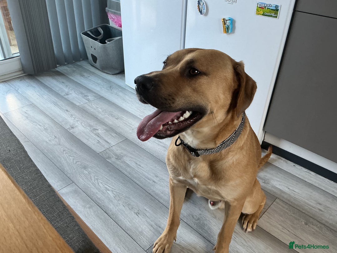 Mixed Breed dogs for sale: Louie - Advert 4