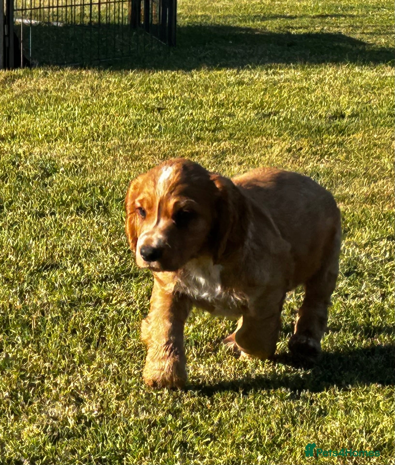 Cocker Spaniel dogs Golden Cocker Spaniel Dog  - Advert 1