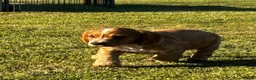 Cocker Spaniel dogs for sale: Golden Cocker Spaniel Dog  - Advert 1