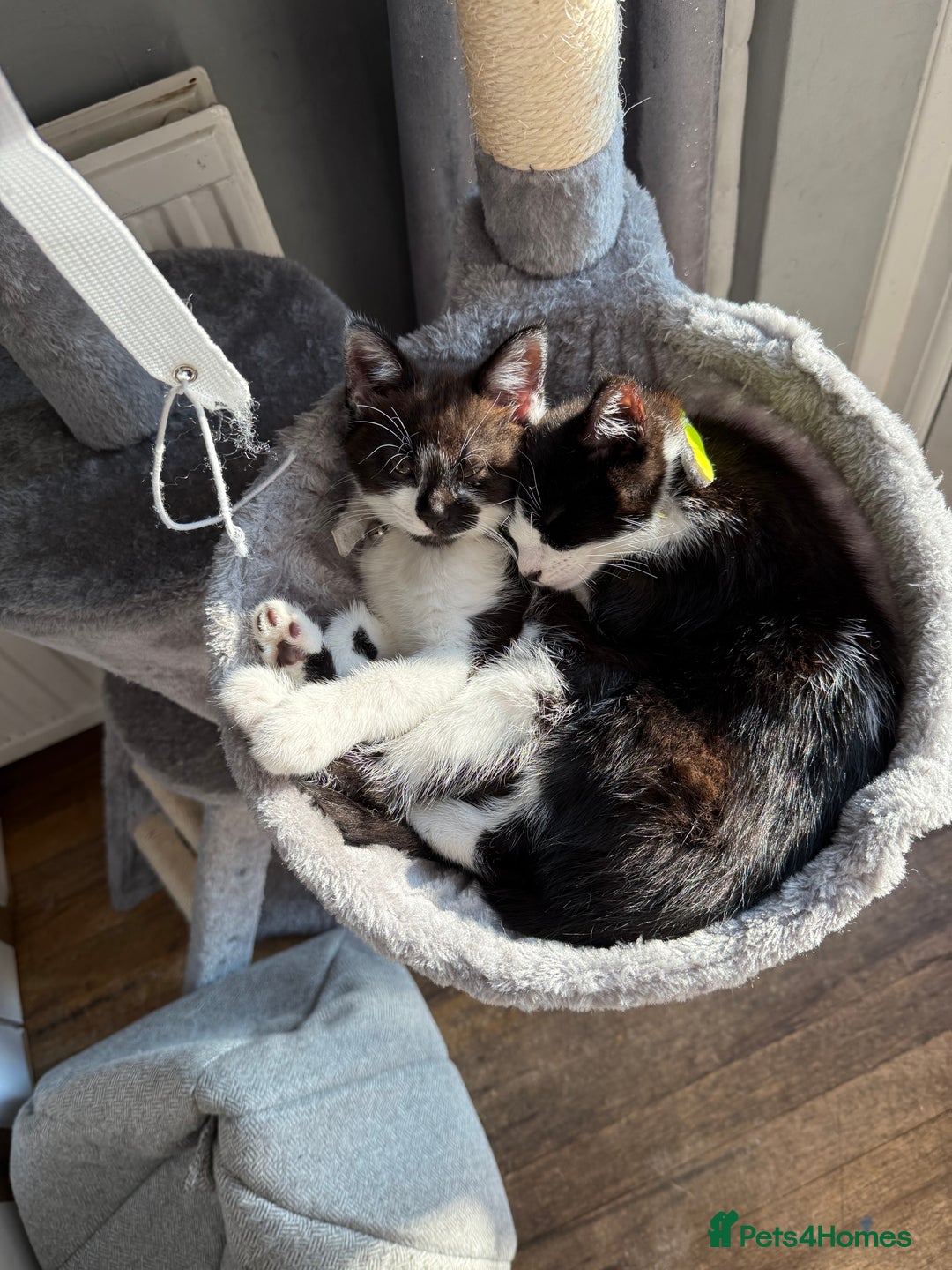 Siamese cats for sale: Kittens  - Image 2
