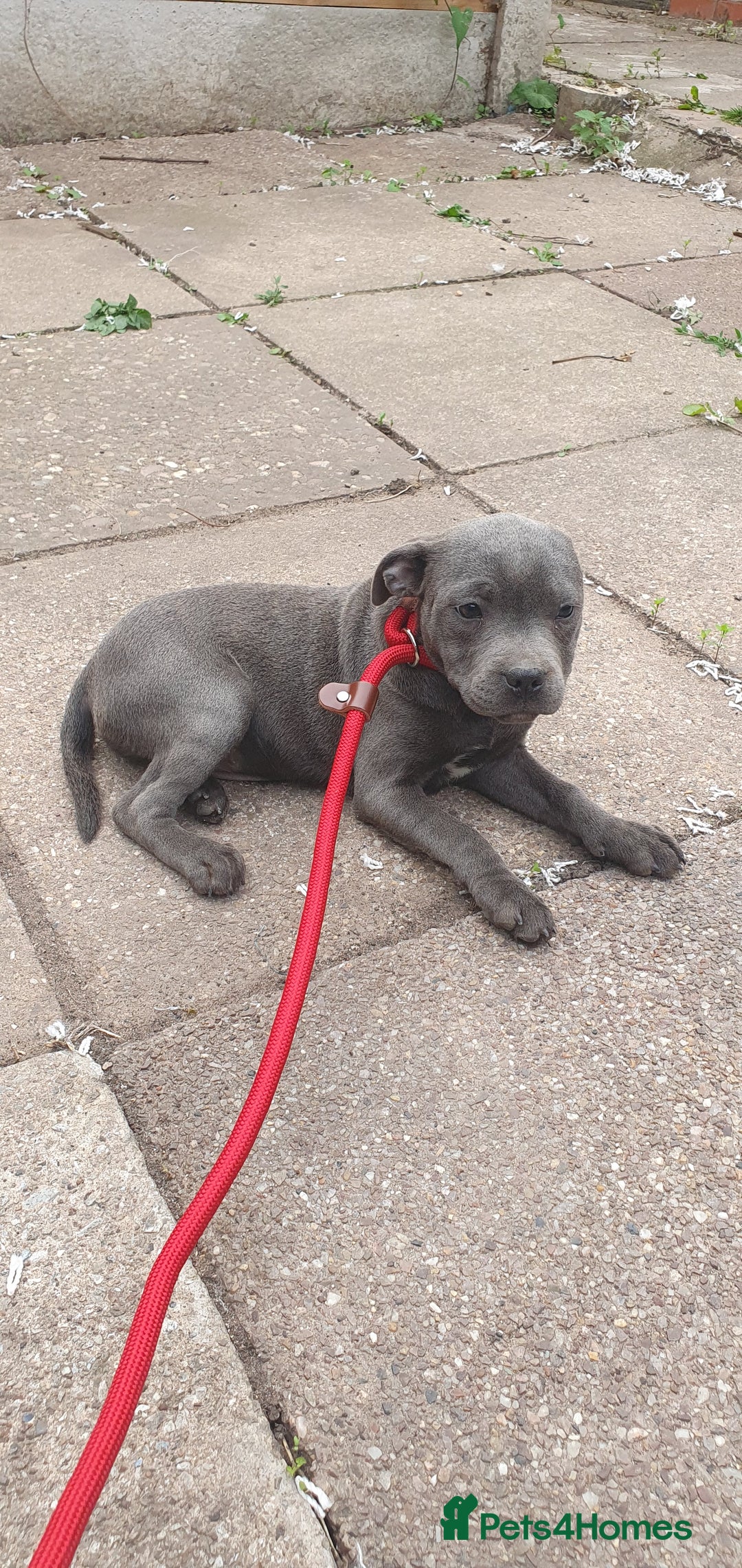 Staffordshire Bull Terrier dogs for sale: KC registeres Staffordshire bull terrier puppies - Image 9
