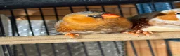 Mixed Breed birds for sale: Zebra Finches  - Advert 3