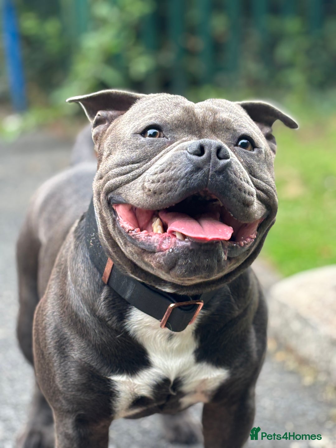 Staffordshire Bull Terrier dogs for stud: Staffordshire Bull Terrier (stud dog) - Advert 16