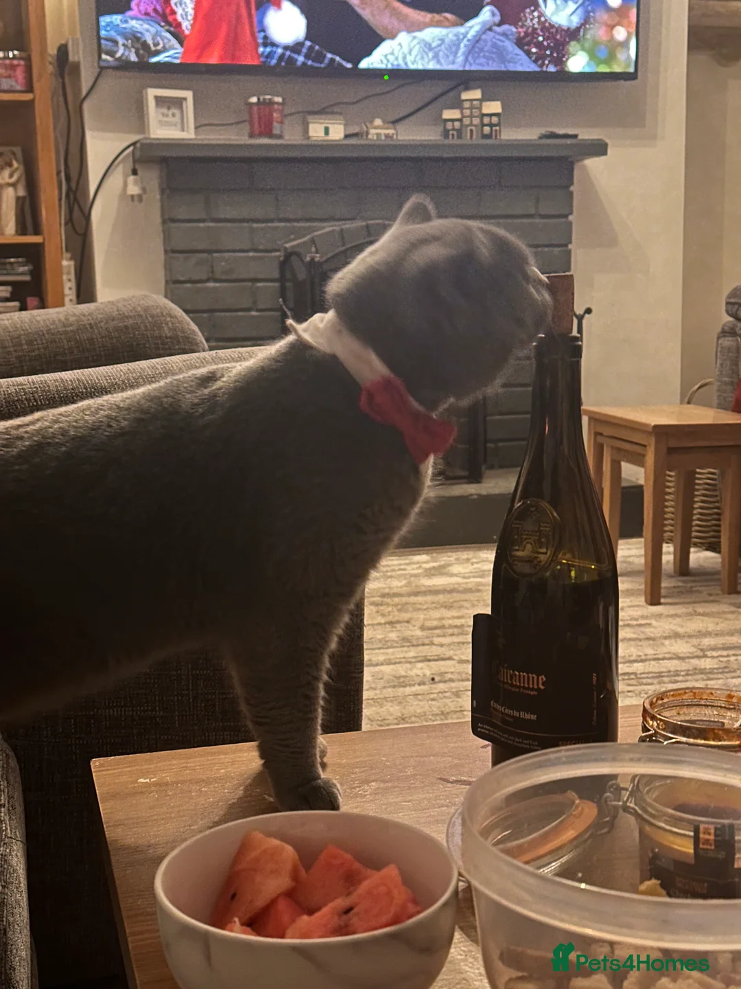 British Shorthair cats for sale: Sully our British shorthair Boy - Advert 7