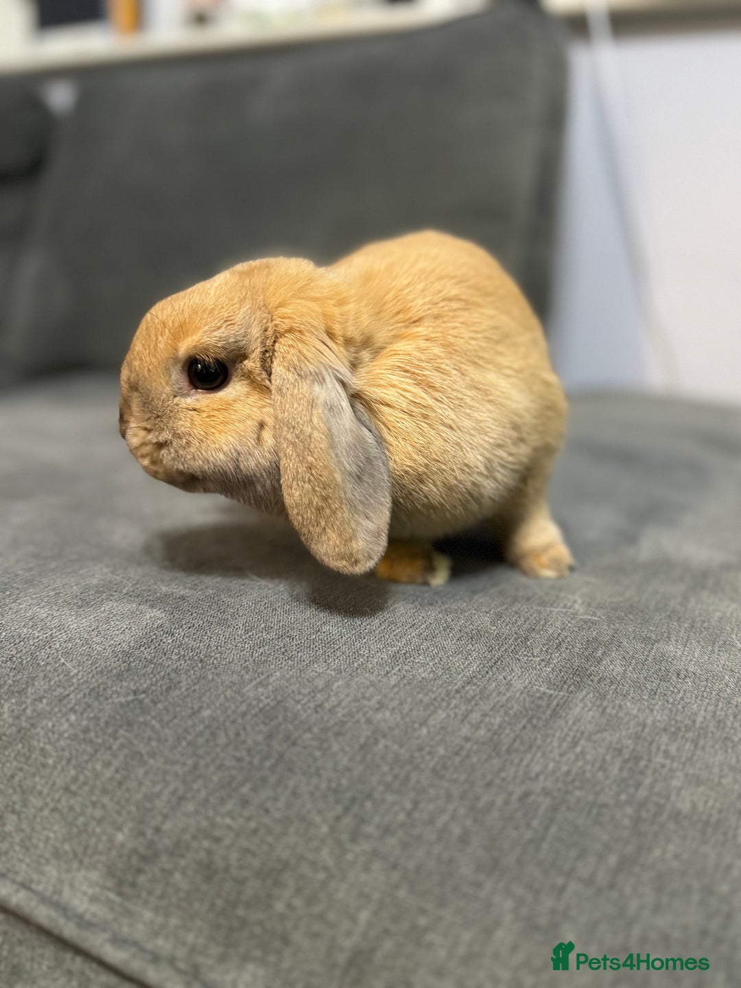Mini Lop rabbits for sale: Pure Mini Lop - 6 Month Old Doe  - Advert 2