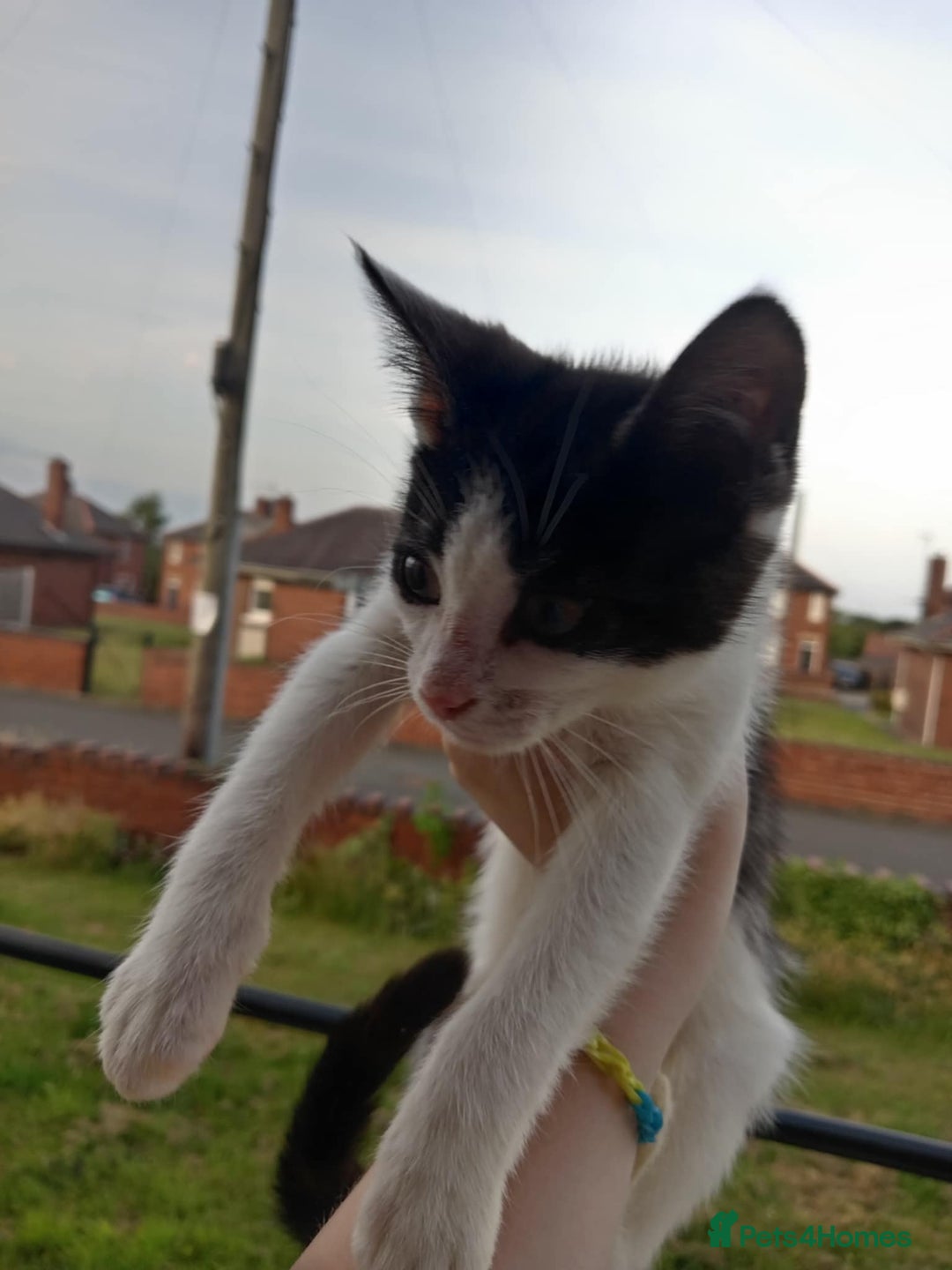 British Shorthair cats for sale: 3 kittens wanting forever homes  in Barnsley - Image 2