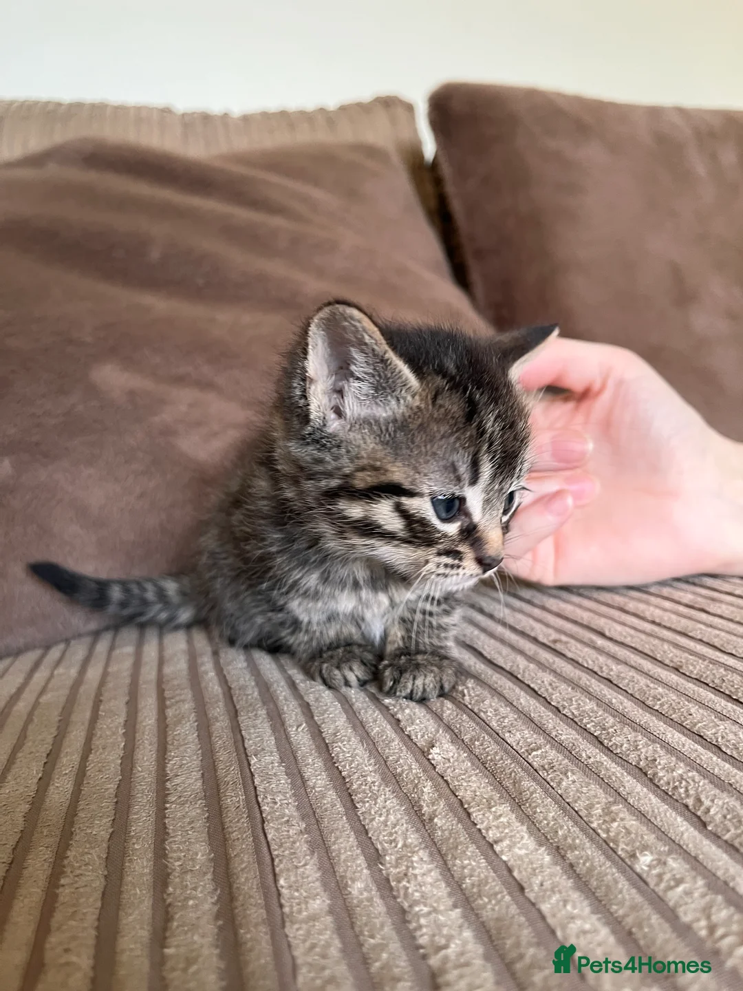 Mixed Breed cats for sale: Grey and black striped kittens For Sale - Advert 9