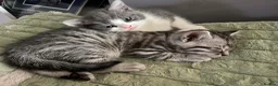 British Shorthair cats for sale: British shorthair mix kitten’s  - Advert 14