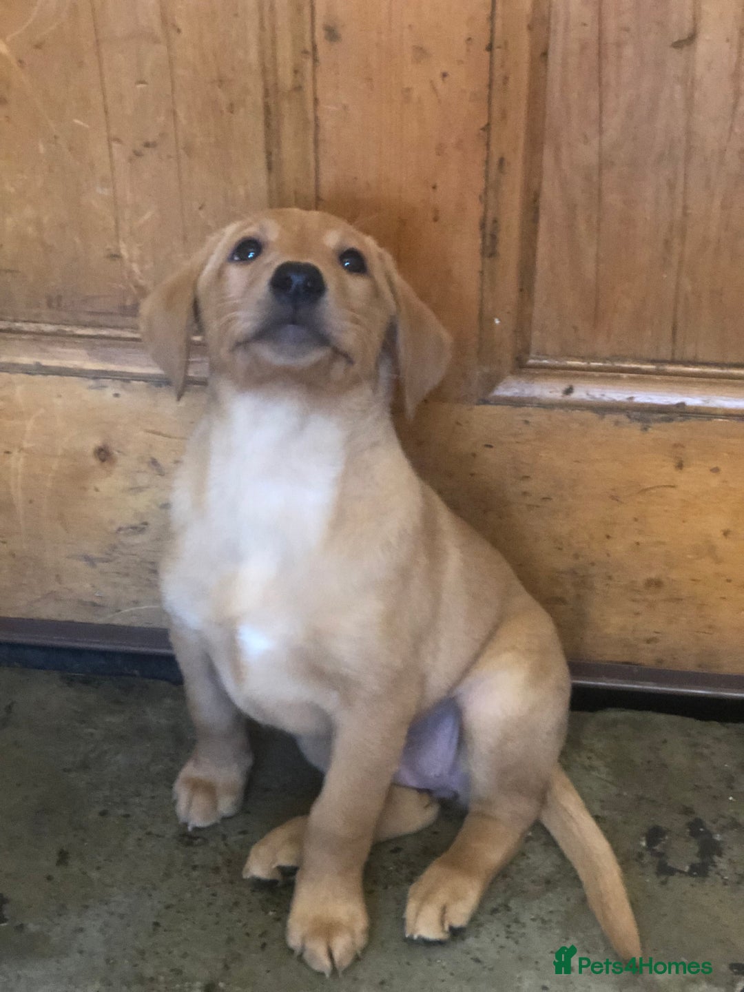 Labrador Retriever dogs for sale: Beautiful Kc registered Royal bloodline Labrador  - Advert 13