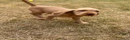 Hungarian Vizsla dogs for sale: Wirehaired Hungarian Vizsla Pups in Malton - Advert 11