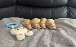 Maltipoo dogs for sale: Stunning litter of tiny maltipoos - Image 4