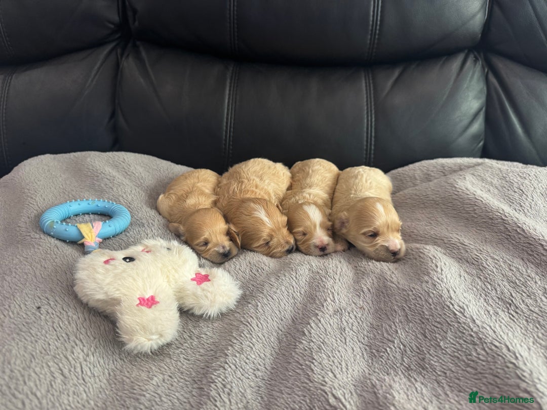 Maltipoo dogs for sale: Stunning litter of tiny maltipoos - Image 4