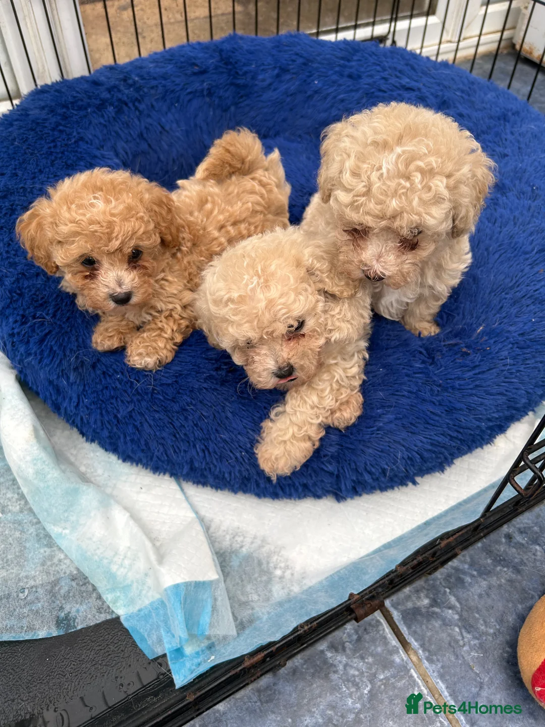 Poochon dogs for sale: 3 gorgeous Poochon puppies for sale - Advert 2