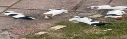 Jack Russell dogs for sale: 5 male Jack Russell puppies ready to go - Advert 3