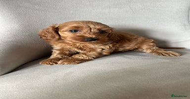 Cockapoo dogs - Advert 3
