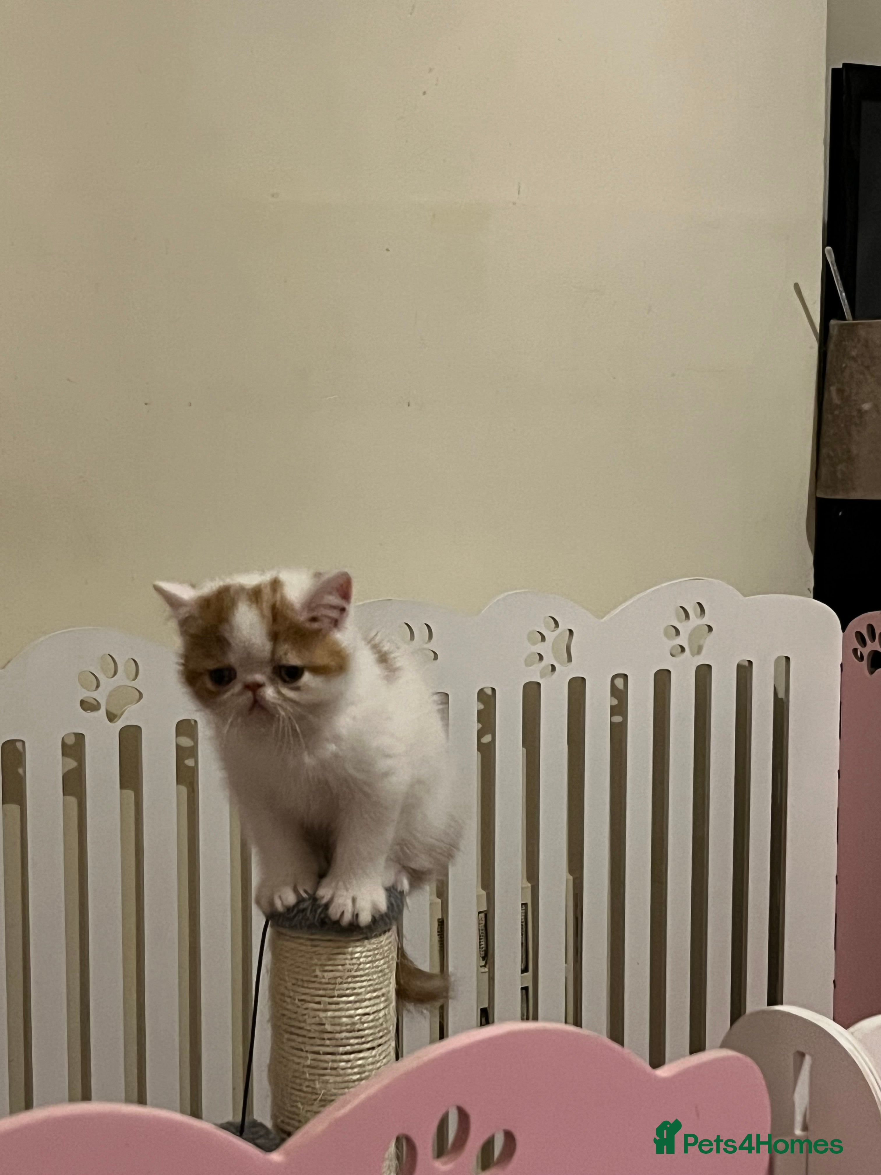 Exotic cats Exotic kittens  - Advert 1