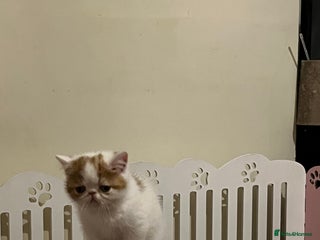 Exotic cats Exotic kittens - Advert 1