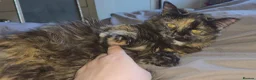 Munchkin cats for sale: Loving munchkin for sale - Advert 15