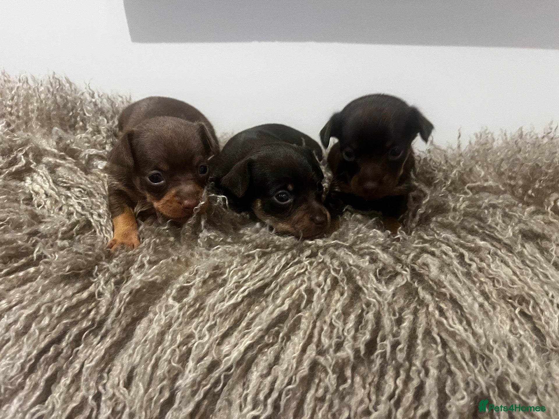 Russian Toy Terrier dogs RUSSIAN TOY TERRIERS  - Advert 1