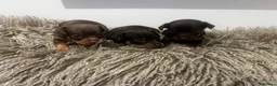 Russian Toy Terrier dogs for sale: RUSSIAN TOY TERRIERS  - Advert 1