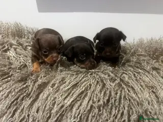 Russian Toy Terrier dogs RUSSIAN TOY TERRIERS - Advert 1