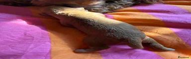 Cockapoo girl 3