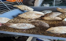 Quail poultry for sale: Mixed quail chicks looking for home  - Image 7