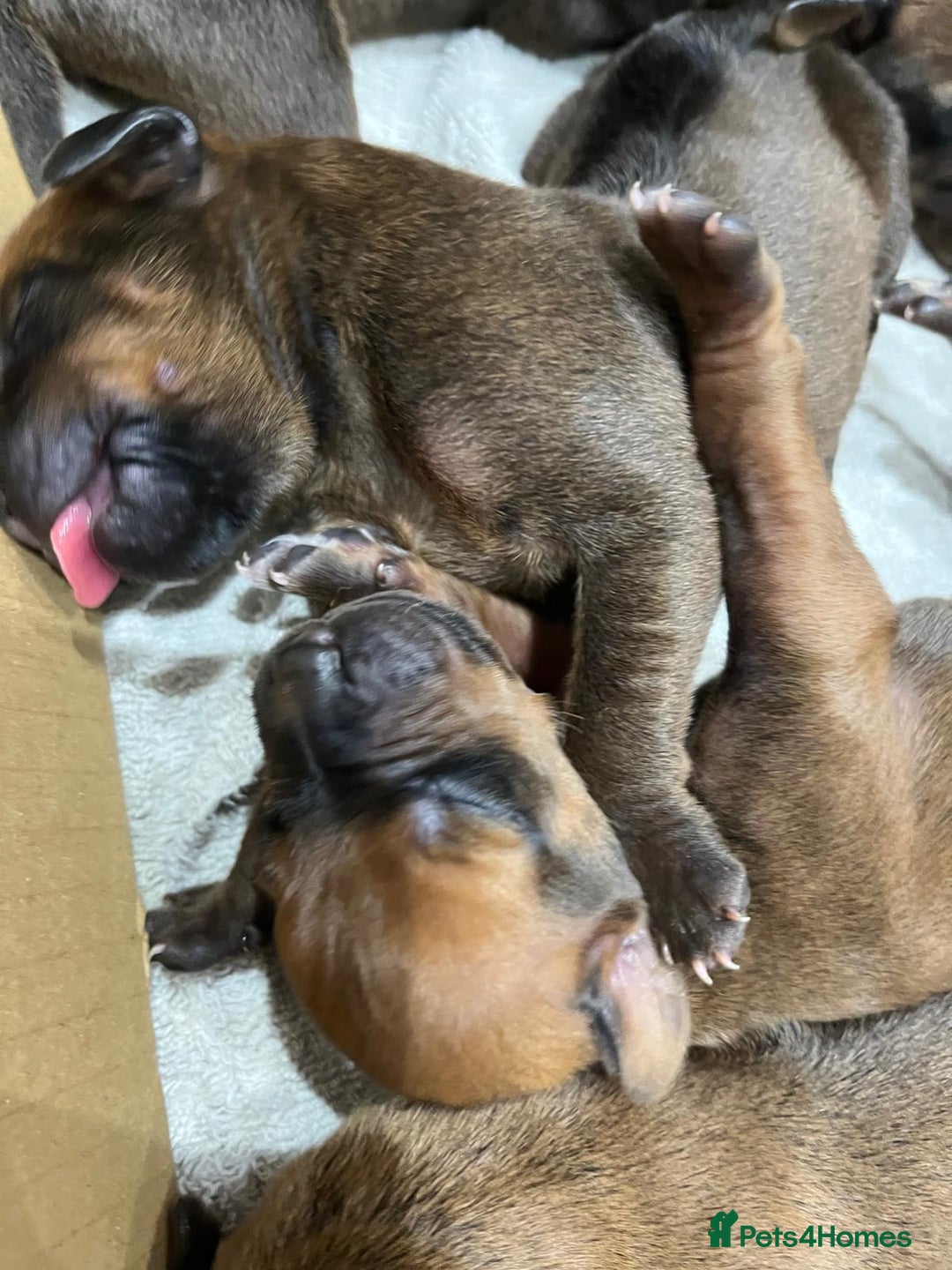 Rhodesian Ridgeback dogs for sale: * CUTENESS ALERT * READY END OF JANUARY - Advert 13