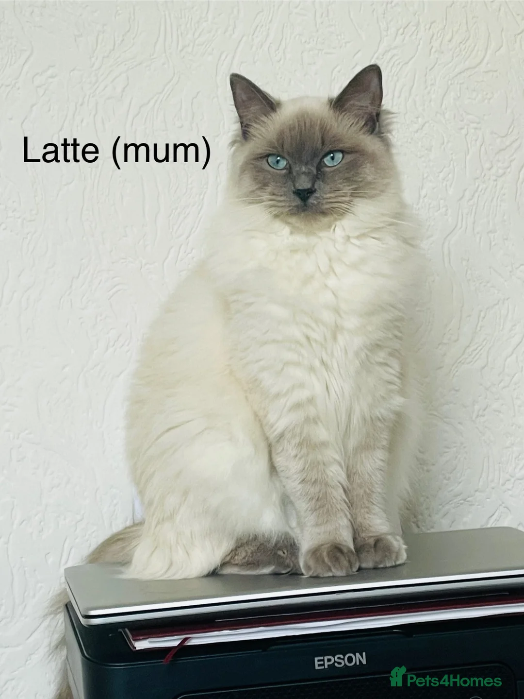 Ragdoll cats for sale: 🌟 🐱 4 Gorgeous Ragdoll Blue Point Kittens 🌟  - Advert 1