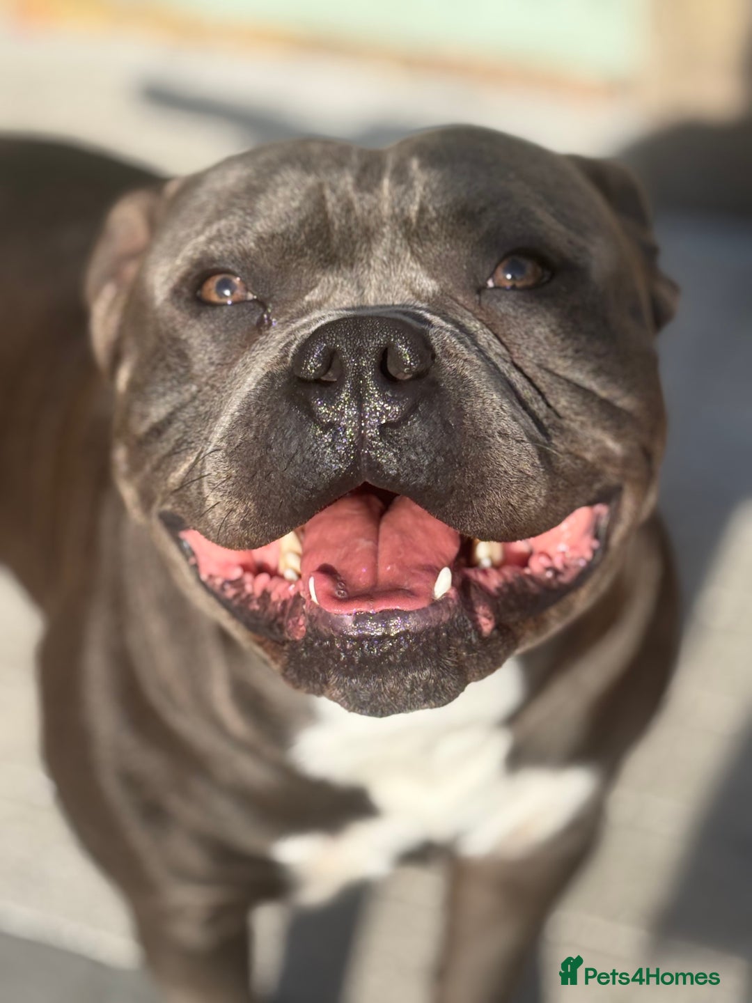 Staffordshire Bull Terrier dogs for stud: Staffordshire Bull Terrier (stud dog) - Advert 3