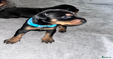 Dobermann dogs - Advert 3