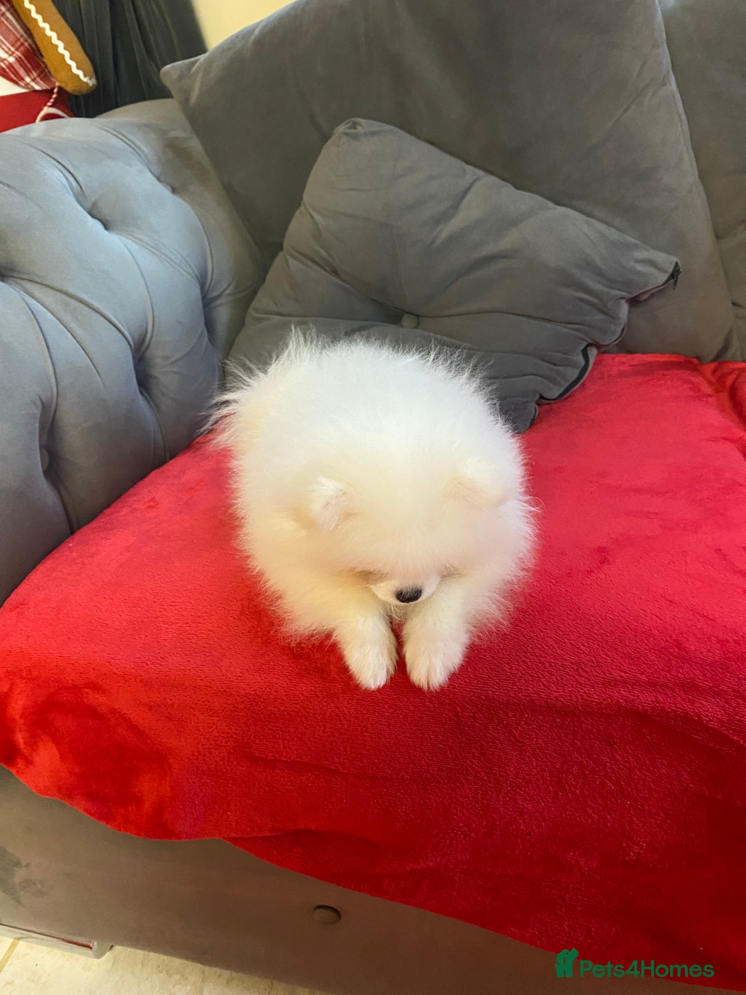 Pomeranian dogs for sale: 12 week old teddy bear Pomeranian white beautiful! - Advert 6