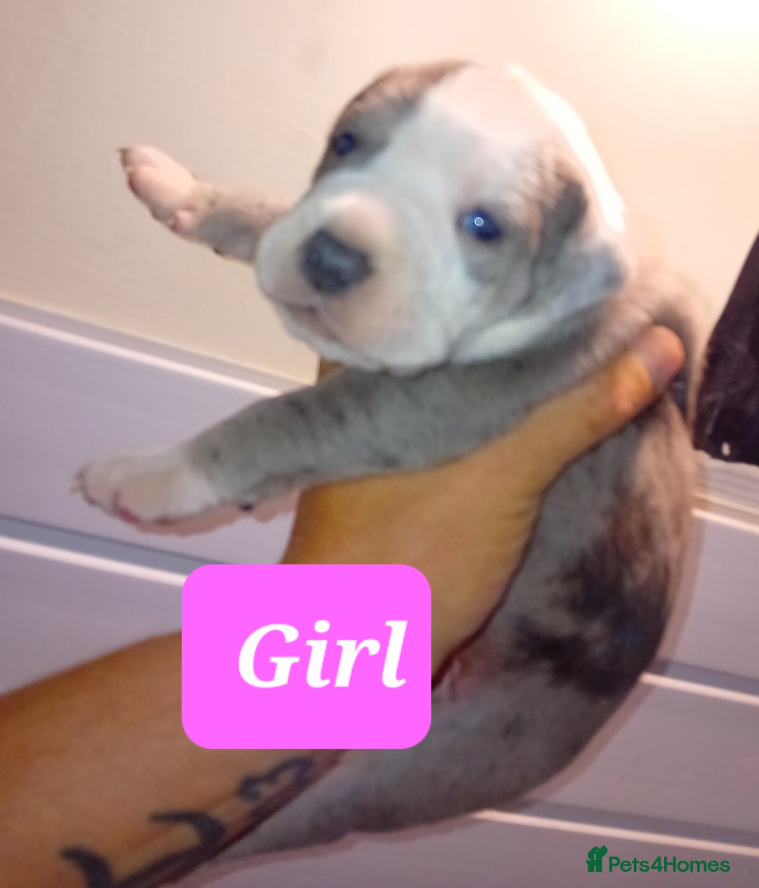 Mixed Breed dogs for sale: Taylors Minidane (Bulldane) Pups Available  - Image 8