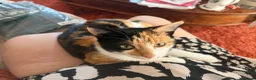 Mixed Breed cats for sale: Calico female 1 year Old in Stanley - Advert 9