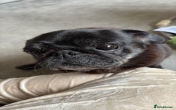 Pug dogs for sale: 13 year old female pug in need of a new home - Advert 2