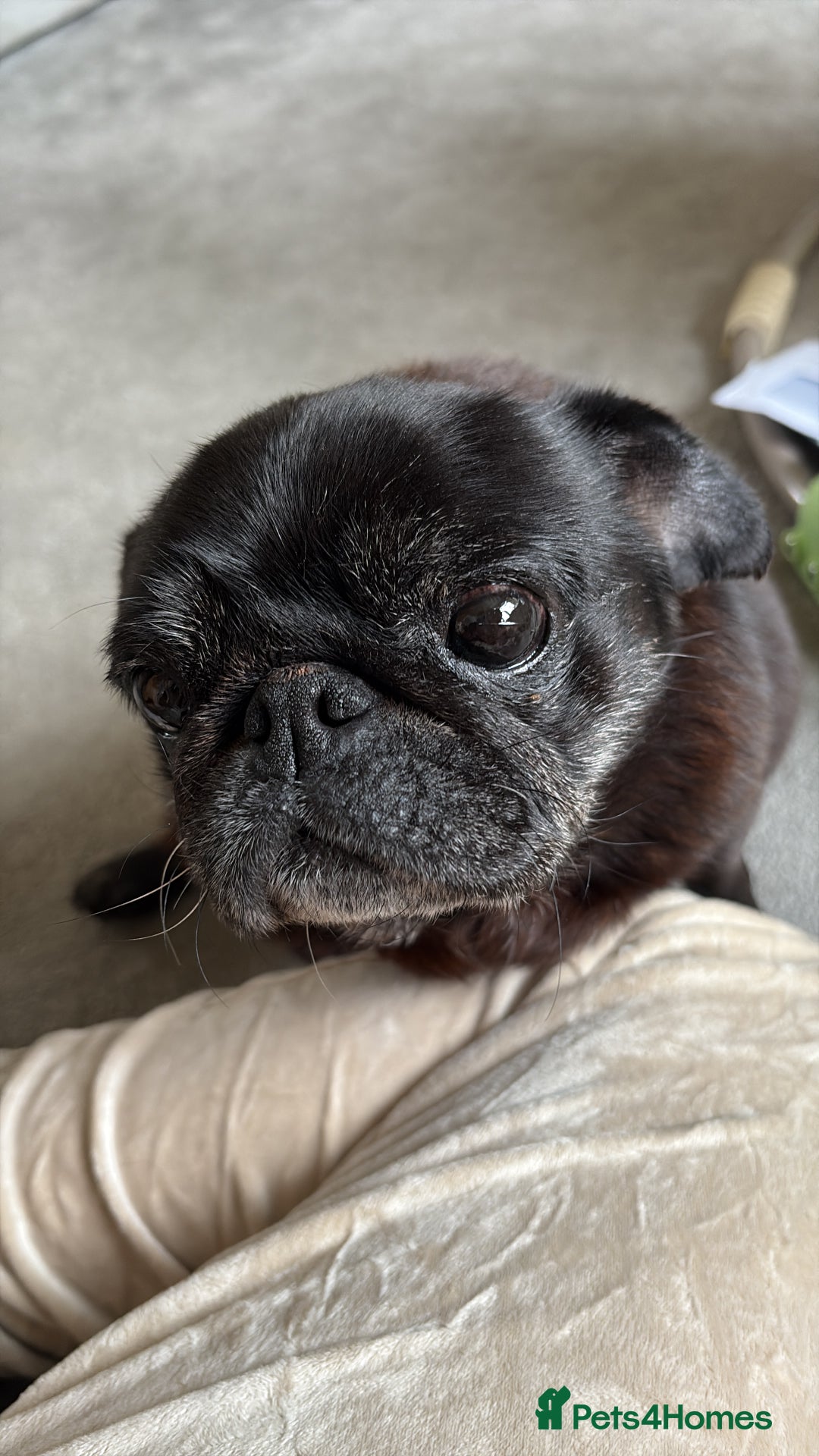 Pug dogs for sale: 13 year old female pug in need of a new home - Advert 2