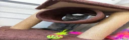Russian Blue cats for sale: Russian blue girl  - Advert 4