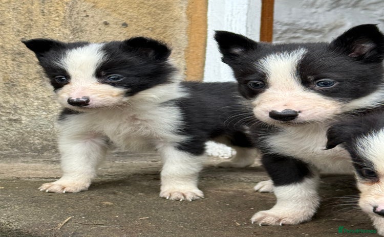 Border Collie dogs - Advert 3