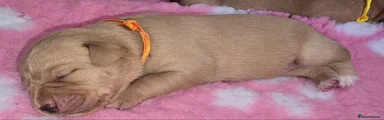 Labrador Retriever 6