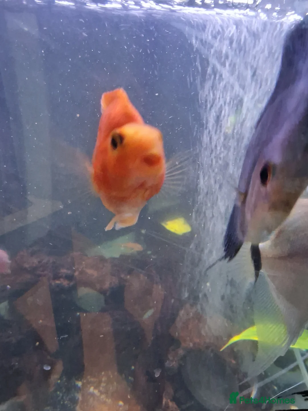 Cichlids fish for sale: Fish for sale  in Leeds - Advert 10