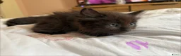 Ragdoll cats for sale: Ragdoll available  - Advert 1