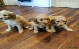 Cockapoo dogs for sale: COCKAPOO PUPPIES FOR SALE ready now  - Image 7